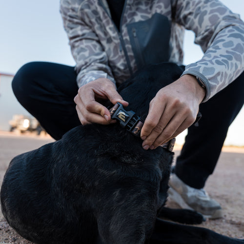 Person adjusting a black dog collar on a black dog outdoors.