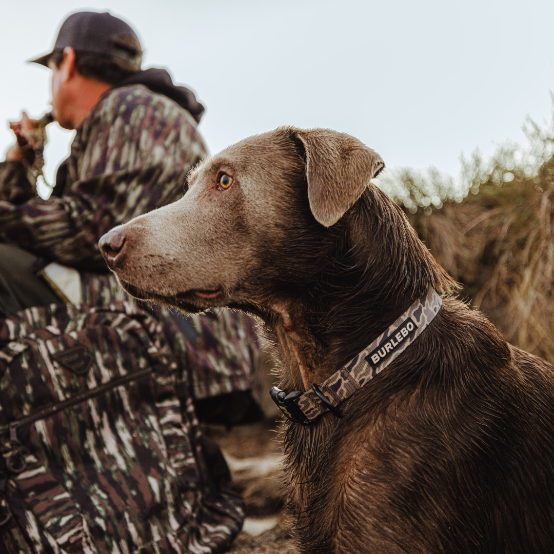 Brown dog wearing a 'Burleson' collar with a person in camouflage clothing in the background.