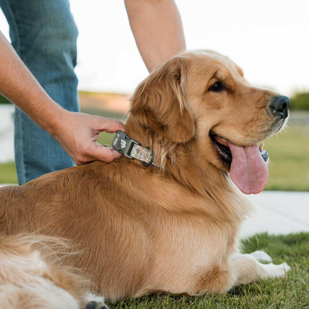 Dog with a collar being adjusted by a person outdoors